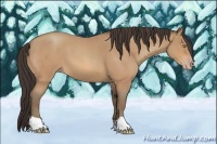 Horse Color:Amber Champagne Roan 