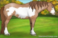 Horse Color:Bay Pearl Frame