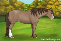 Horse Color:Classic Champagne 