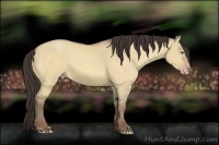 Horse Color:Amber Champagne Dun 