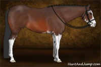 Horse Color:Bay Sabino 
