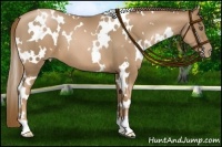 Horse Color:White Spotted Liver Chestnut Pearl 