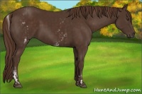 Horse Color:White Spotted Liver Chestnut  and Liver Chestnut 