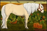 Horse Color:Palomino 