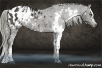 Horse Color:White Spotted Liver Chestnut Appaloosa 
