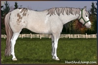 Horse Color:White Spotted Brown Dun Varnish Rabicano