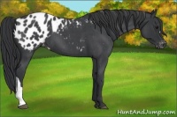 Horse Color:Blue Roan Appaloosa