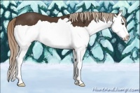 Horse Color:Liver Chestnut Splash 