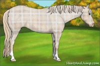 Horse Color:Plaid  Chestnut Appaloosa 