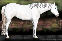 Horse Color:Buckskin Ice Splash Tobiano Appaloosa Rabicano 