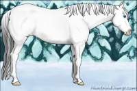 Horse Color:Bay Sabino Splash 