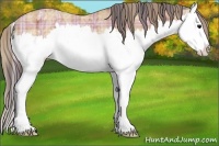Horse Color:Plaid Bay Ice Sabino Splash Appaloosa Rabicano