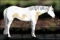 Horse Color:Buckskin Dun Splash Tobiano 