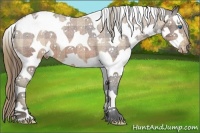 Horse Color:Plaid Brown Splash Tobiano Appaloosa