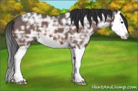 Horse Color:Bay Ice Splash 