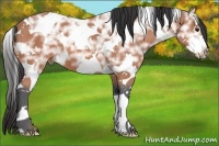 Horse Color:Bay Ice Splash Tobiano