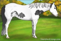 Horse Color:Black Sabino Splash Tobiano Rabicano