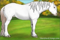 Horse Color:Chestnut Splash Appaloosa 