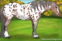 Horse Color:Bay Sabino Appaloosa 