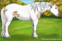 Horse Color:White Spotted Palomino Splash Tobiano 
