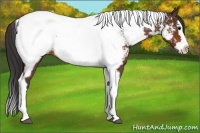 Horse Color:Bay Splash Tobiano Appaloosa Rabicano