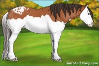 Horse Color:Bay Splash Appaloosa 