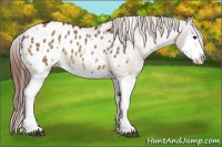 Horse Color:White Spotted Bay Dun Splash Appaloosa Rabicano