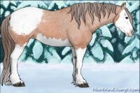 Horse Color:Bay Splash Snowcap 