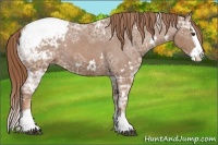Horse Color:White Spotted Chestnut Ice Splash Appaloosa Rabicano