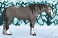 Horse Color:White Spotted Grullo Splash Rabicano 