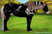 Horse Color:White Spotted Chestnut Splash Appaloosa 