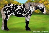 Horse Color:White Spotted Bay Splash Appaloosa 