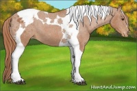 Horse Color:Chestnut Tobiano Appaloosa 