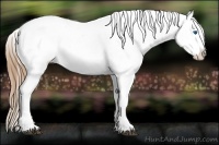 Horse Color:White Spotted Brown Splash Near Leopard 