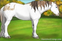 Horse Color:Buckskin Dun Sabino Splash Varnish 