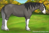 Horse Color:Grullo Sabino Splash 