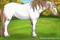 Horse Color:White Spotted Chestnut Appaloosa 