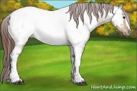 Horse Color:Bay Dun Sabino Appaloosa 
