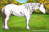 Horse Color:Chestnut Ice Splash Tobiano 