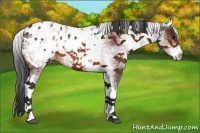 Horse Color:White Spotted Bay Appaloosa 