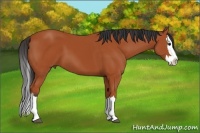 Horse Color:Bay Sabino Splash 