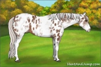 Horse Color:White Spotted Silver Bay Appaloosa