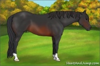 Horse Color:Brown 