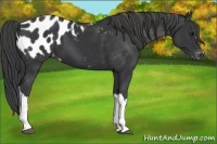 Horse Color:Black Appaloosa