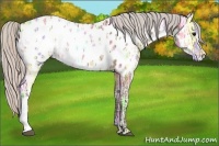 Horse Color:Silver Brown Ice Appaloosa 