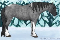 Horse Color:Blue Roan Tobiano