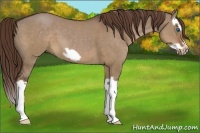 Horse Color:Liver Red Dun Splash Frame