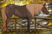 Horse Color:Liver Chestnut 