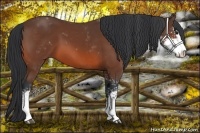 Horse Color:Bay Sabino 