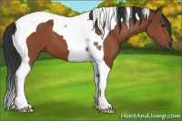 Horse Color:Bay Tobiano 